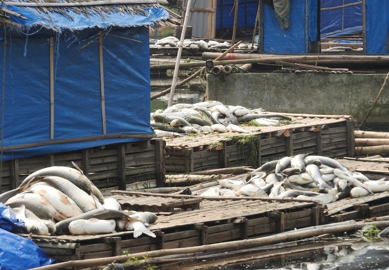 ca chet o song Buoi anh 2