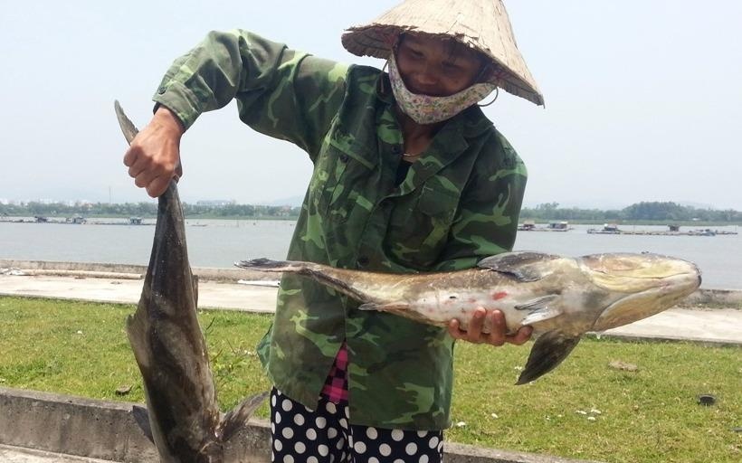 Nhieu tan ca long chet bat thuong o cua bien Thanh Hoa hinh anh