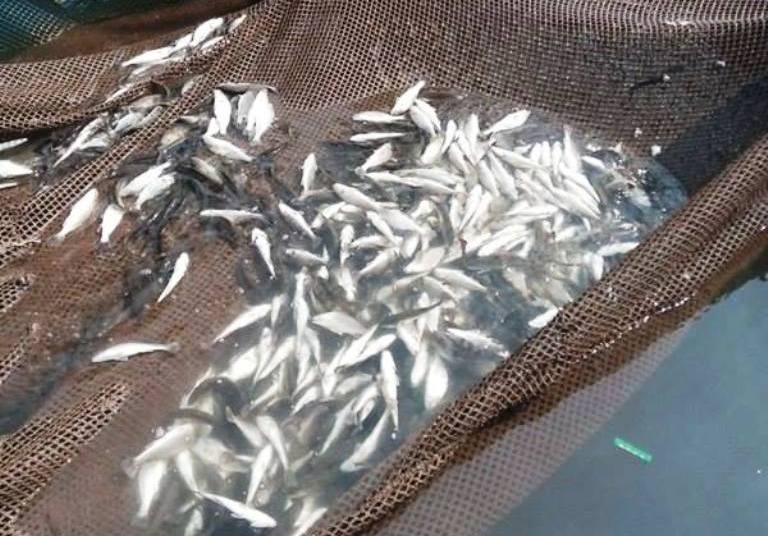 ca chet o cua bien Lach Bang anh 1