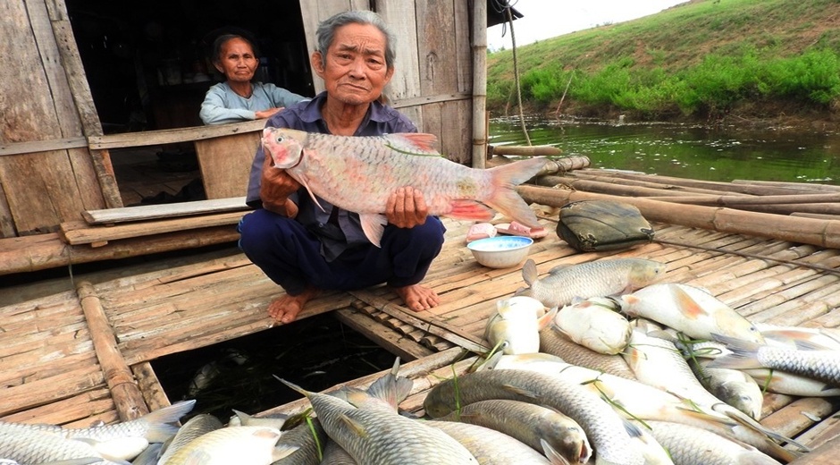 Nguoi nuoi ca song Buoi: 'Ca chet het roi, lay gi ma an' hinh anh