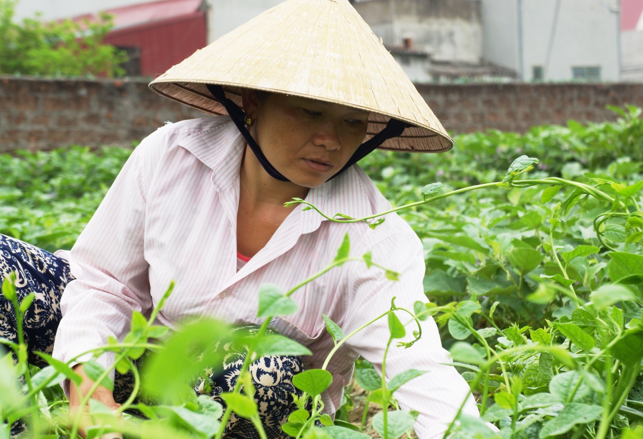 1 nghin dong 3 bo khong ai mua sau clip 'Cay choi quet rau' hinh anh