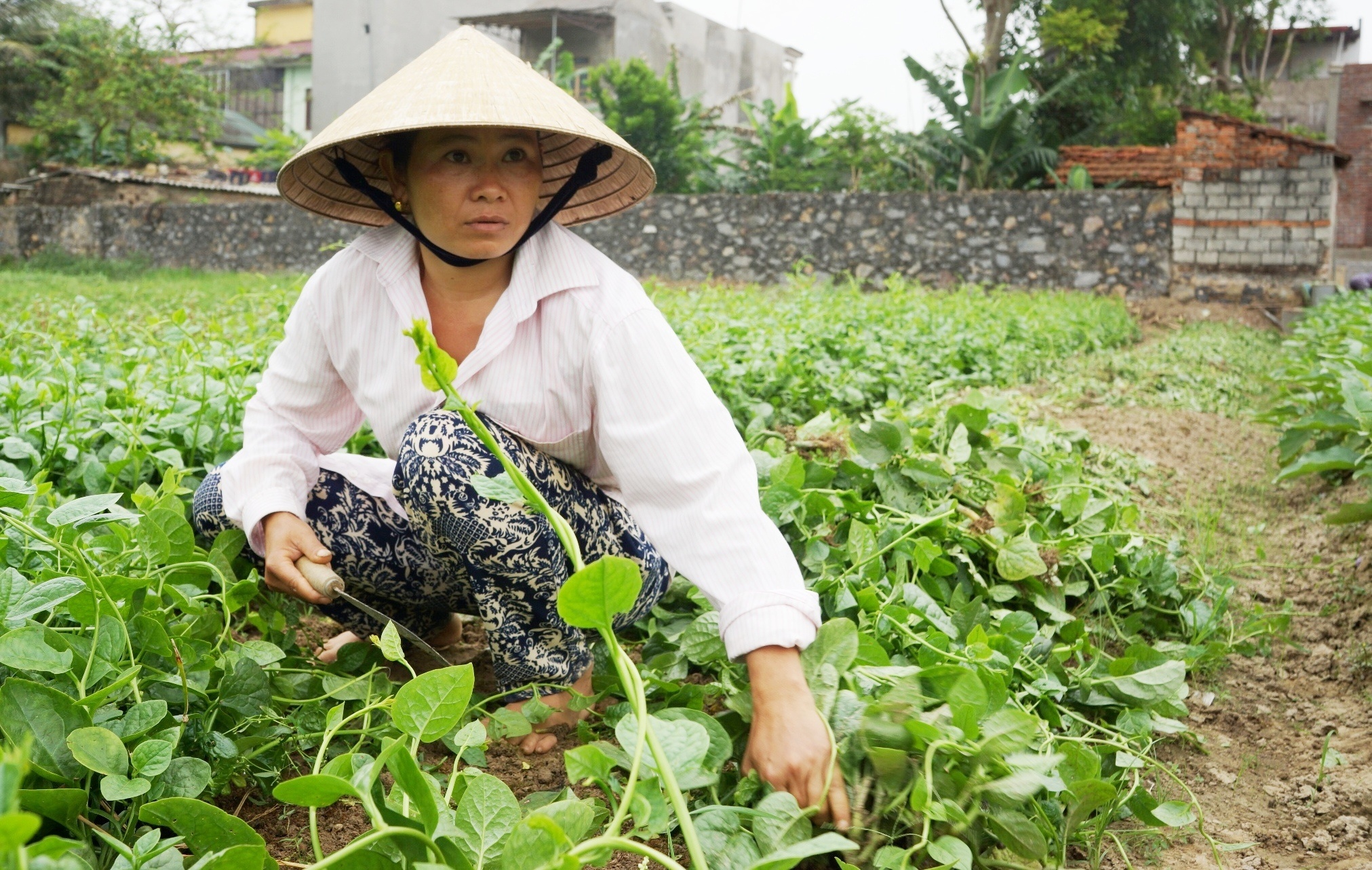 Dan trong rau o Thanh Hoa yeu cau VTV boi thuong hinh anh