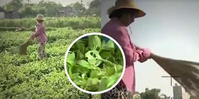 yeu cau VTV boi thuong anh 1