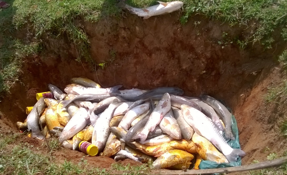 cá chết trên sông bưởi ảnh 1 ca chet tren song buoi anh 1