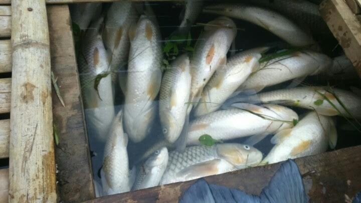 Ca tren song Buoi lai chet hang loat hinh anh