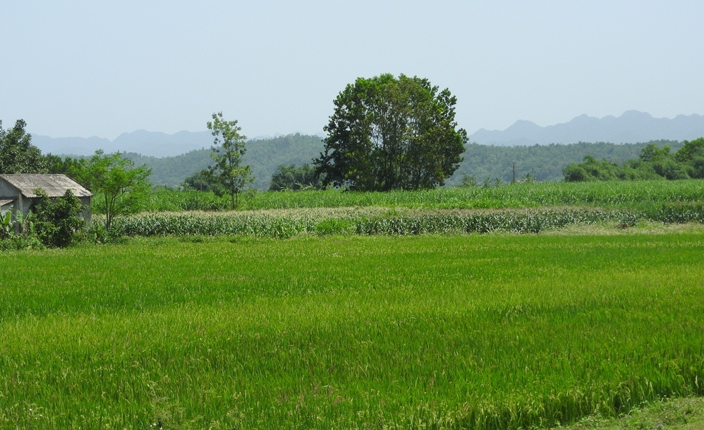 Song Buoi o nhiem, hang tram ha lua co nguy co mat trang hinh anh