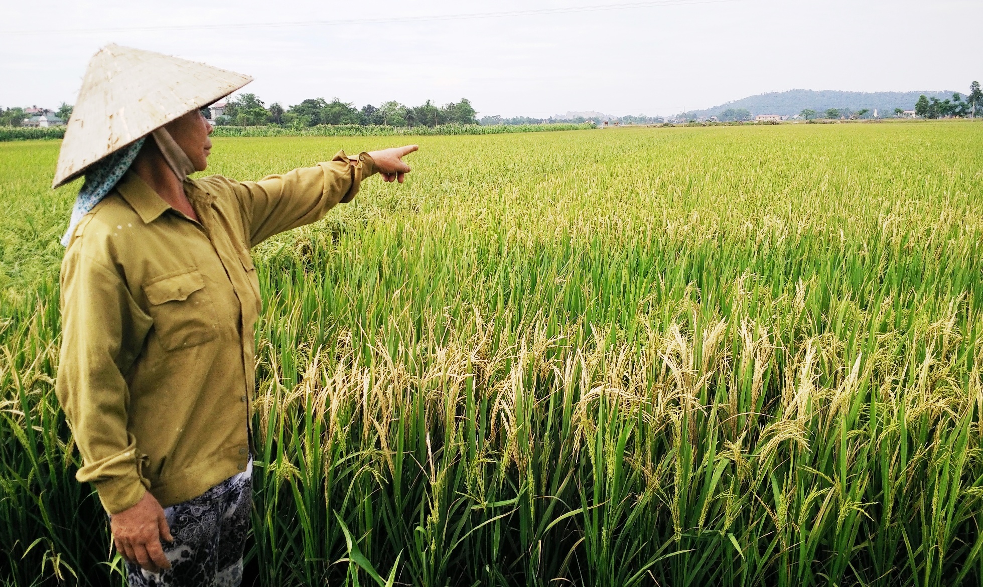 lúa trắng bông bất thường ảnh 1 lua trang bong bat thuong anh 1