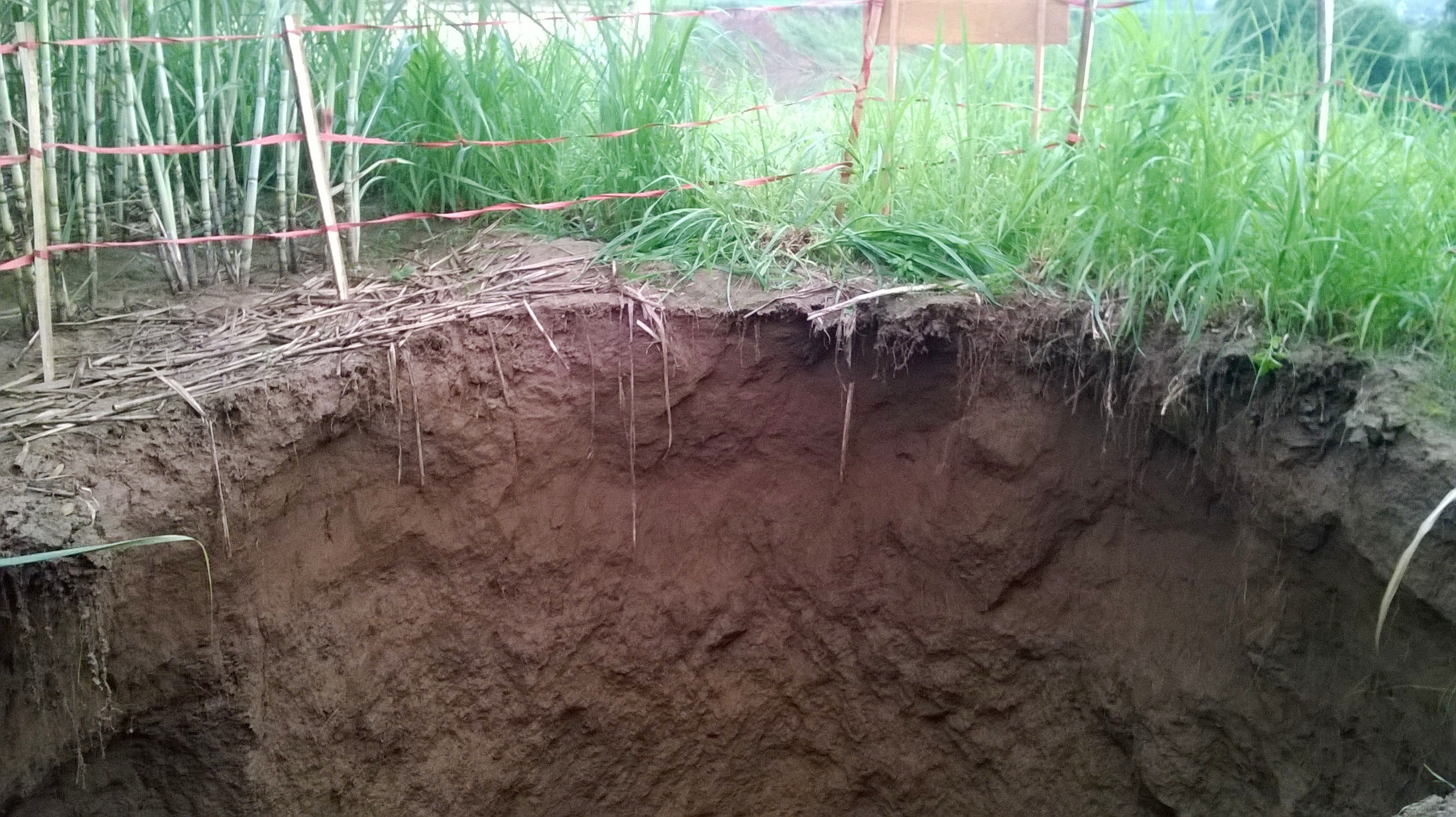 'Ho tu than' sau 10 m xuat hien ben song Buoi hinh anh