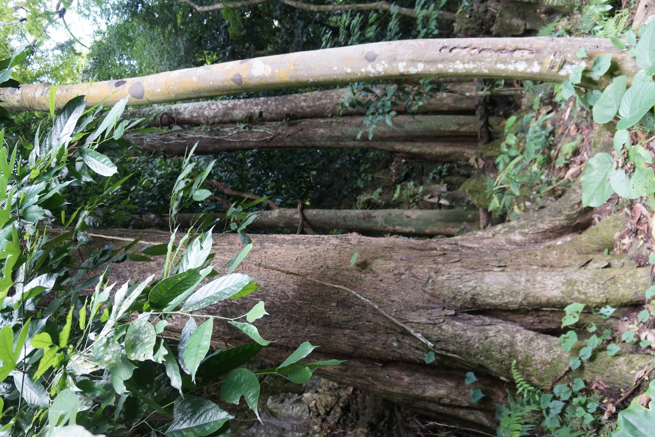 don ha go trong khu bao ton anh 1