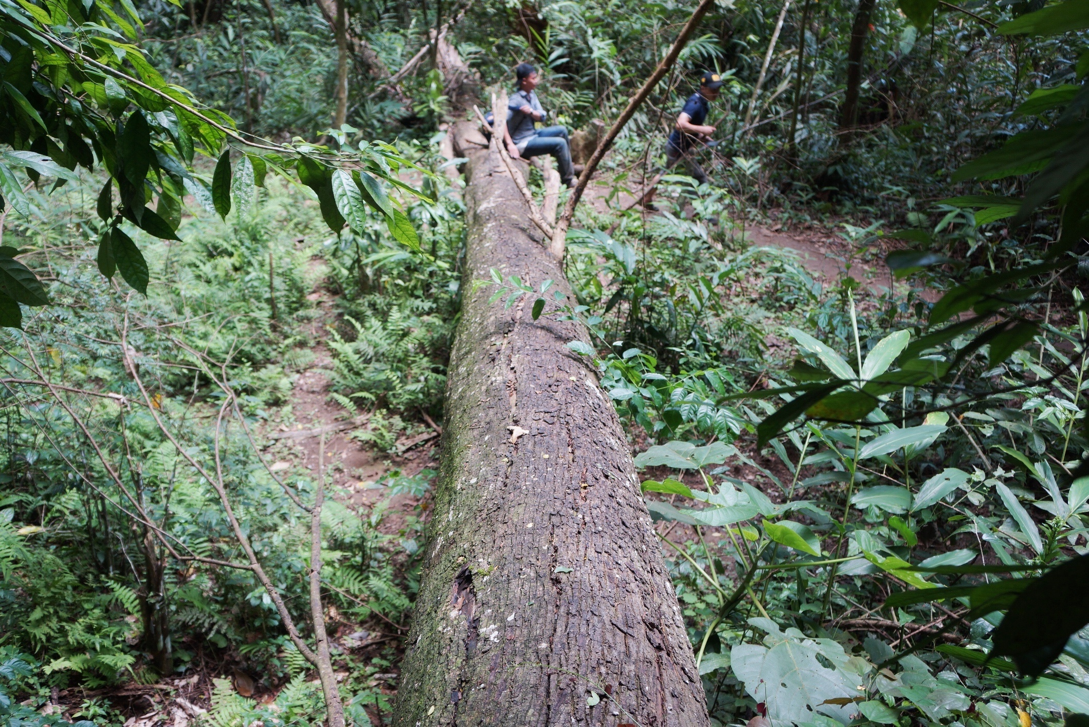 don ha go trong khu bao ton anh 4