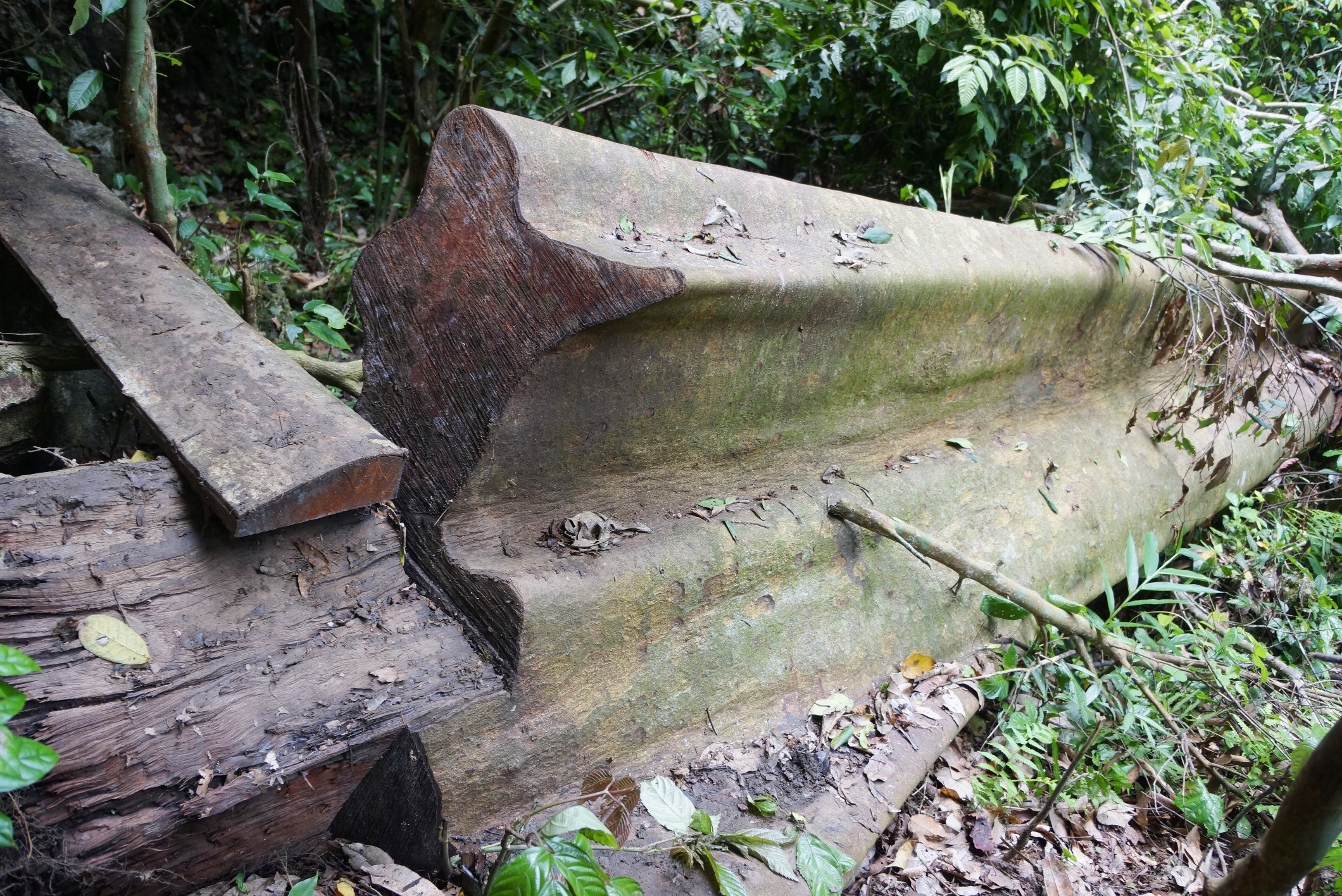 don ha go trong khu bao ton anh 2