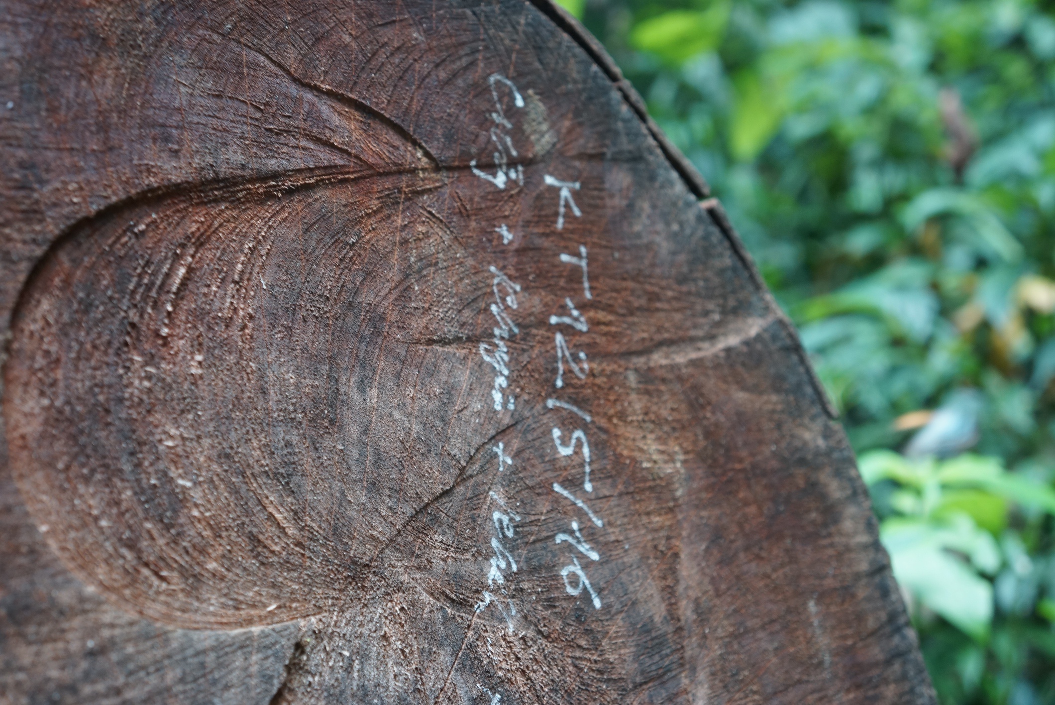 don ha go trong khu bao ton anh 5