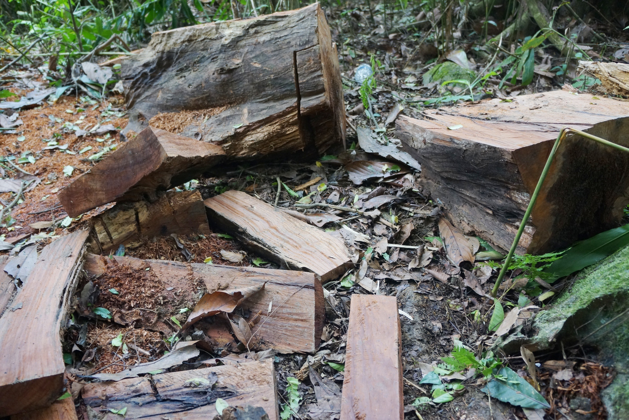 don ha go trong khu bao ton anh 6