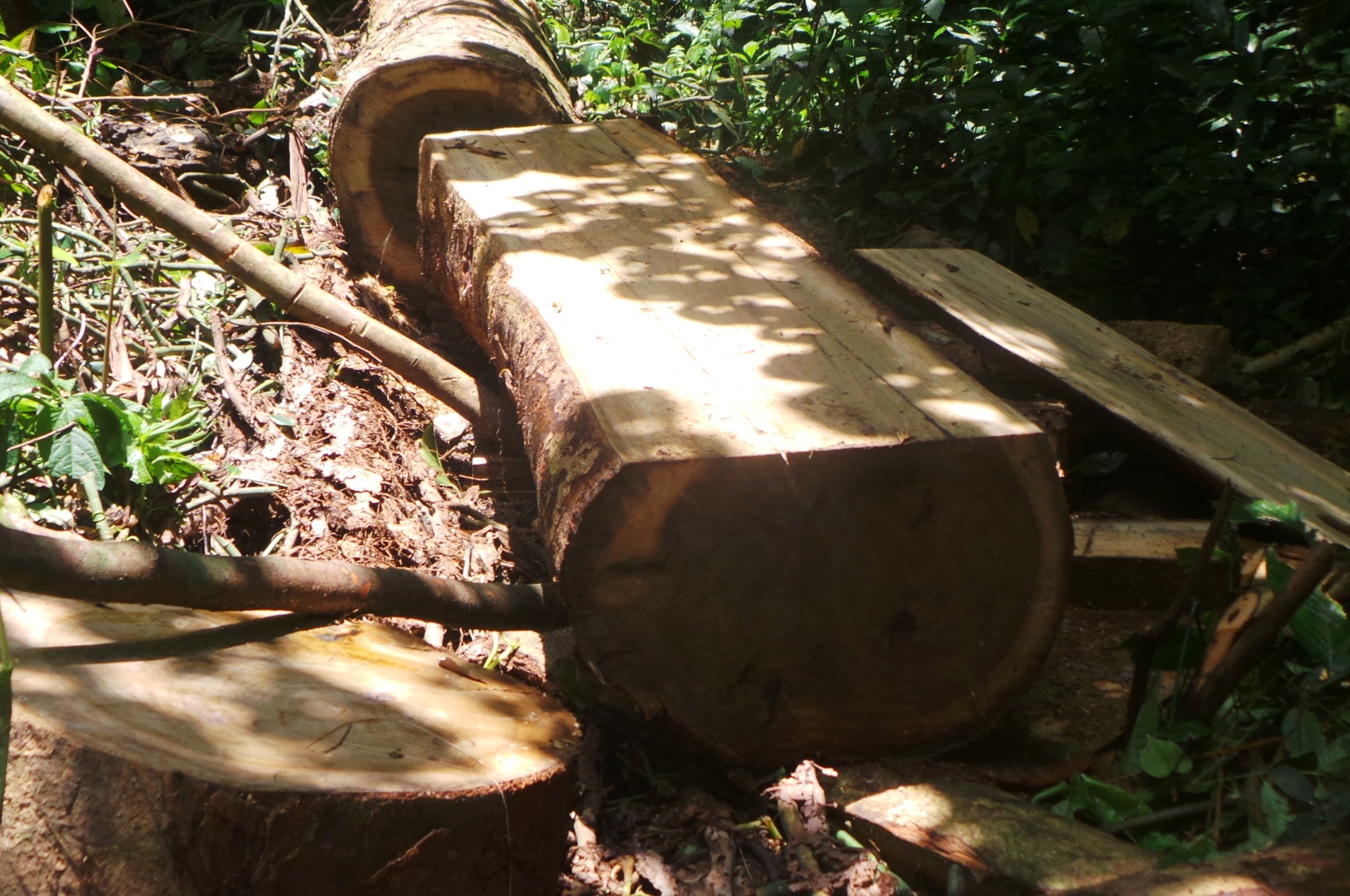 don ha go trong khu bao ton anh 7