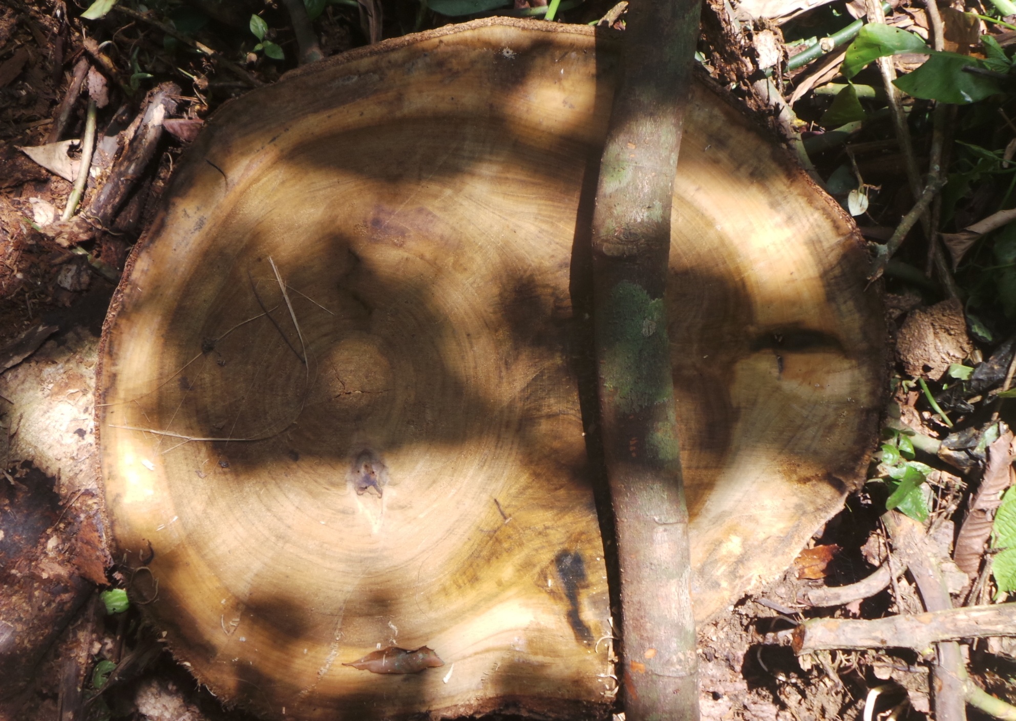 don ha go trong khu bao ton anh 8