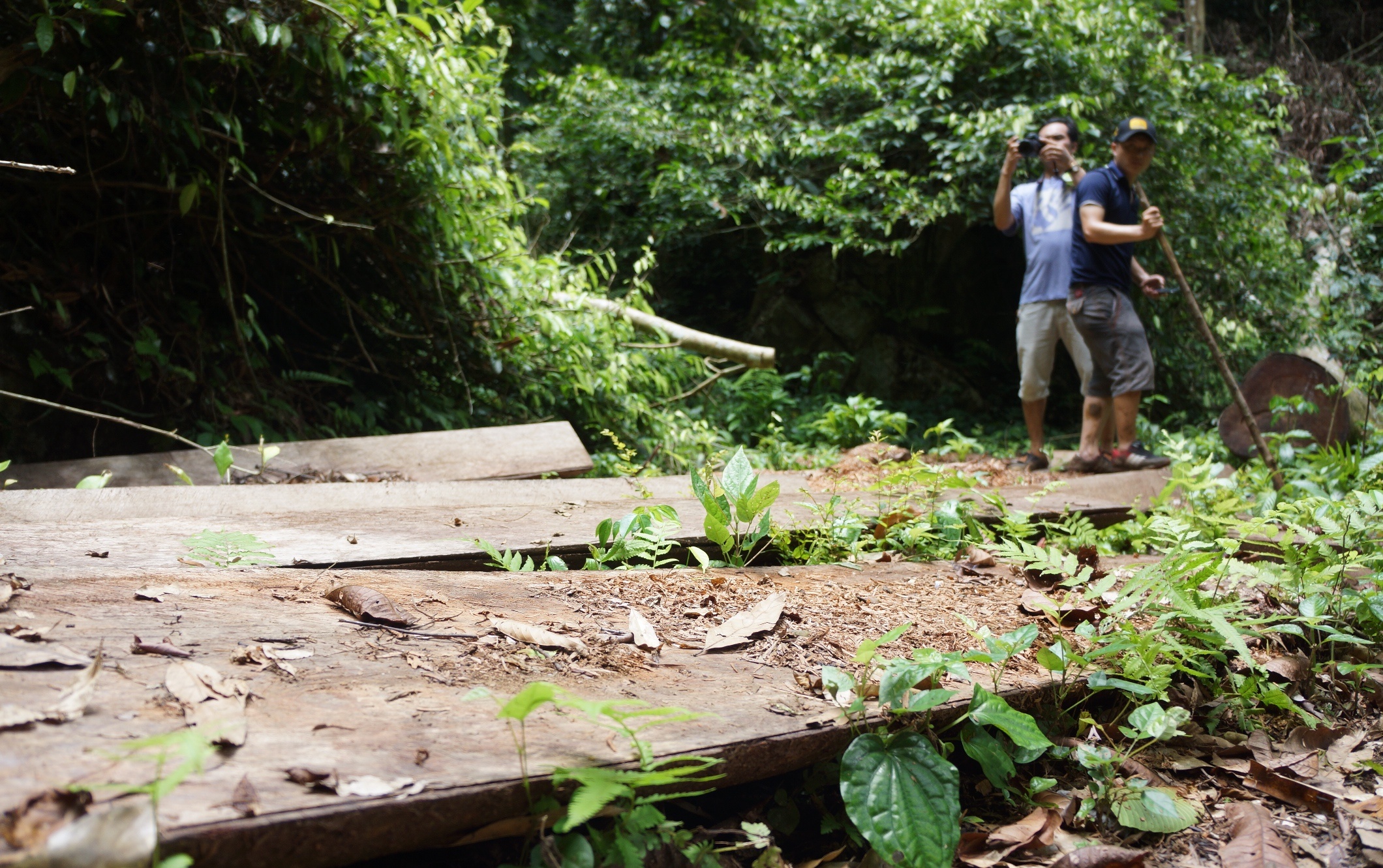 Go bi don ha la liet o khu bao ton thien nhien hinh anh