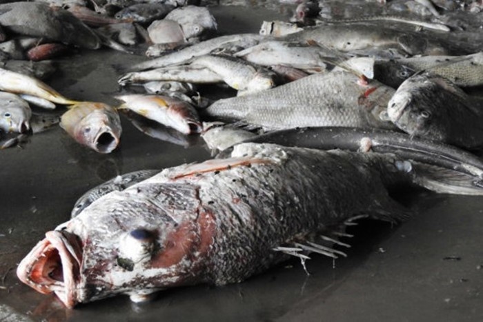 Khong co chuyen ca chet hang loat o Ly Son do bi dau doc hinh anh