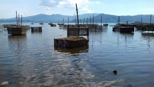 tôm cá chết ở Phú Yên ảnh 2 tom ca chet o Phu Yen anh 2