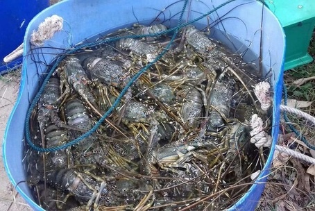 Tom hum, ca chet hang loat o vung bien Phu Yen hinh anh