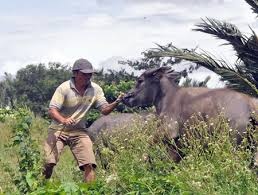 Dan trau hoang dien cuong tan cong nguoi hinh anh