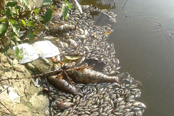 Ca ho chet boc mui thoi, ca khu pho bit khau trang suot ngay hinh anh