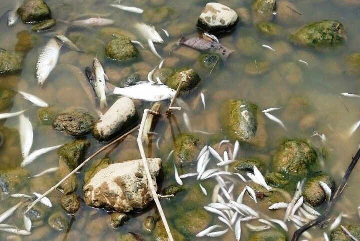 Ca chet hang loat tren song Am o Thanh Hoa hinh anh