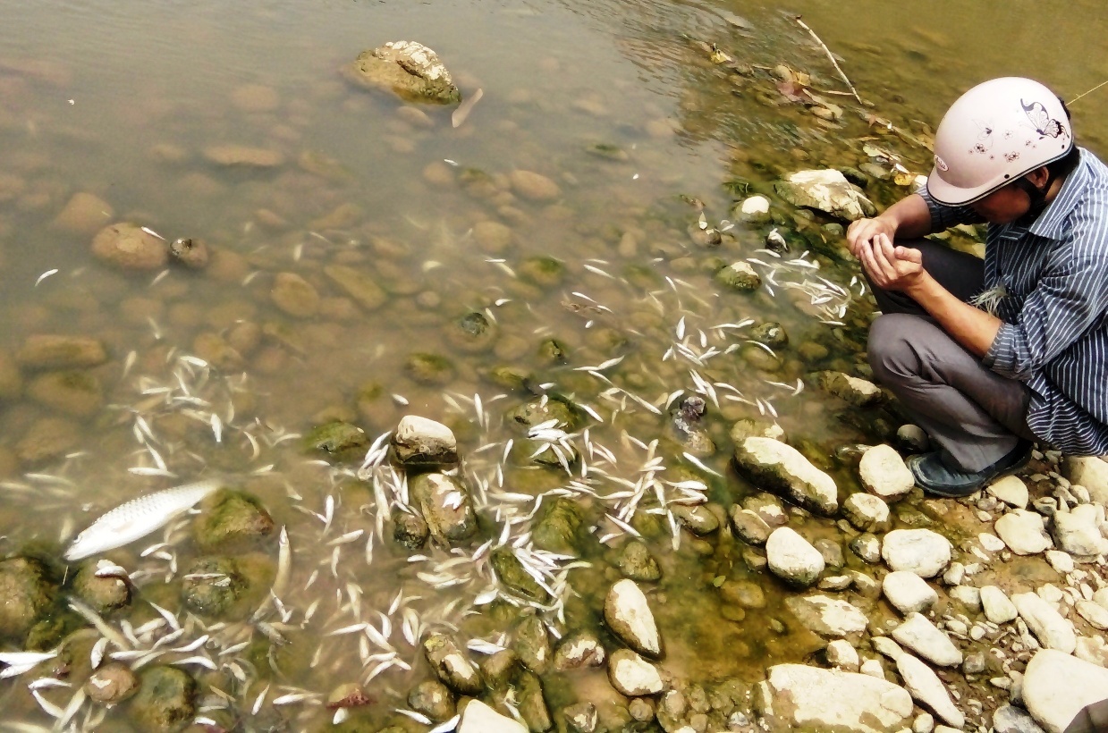 vit chet vi an ca song Am anh 2