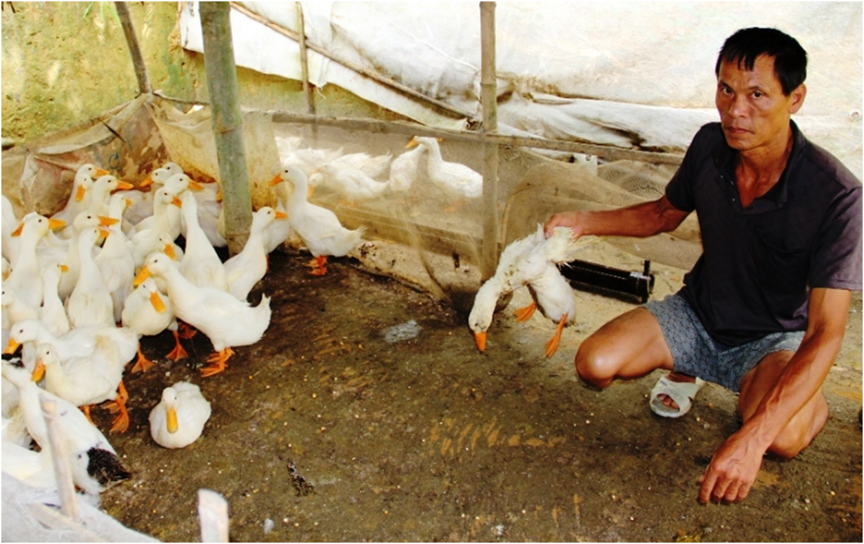 Vit chet hang loat sau khi an ca noi tren song Am hinh anh