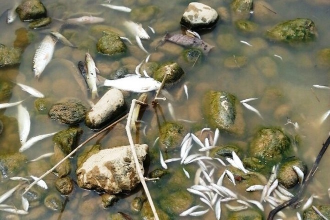 Ca chet tren song Am do nuoc thai che bien lam san hinh anh