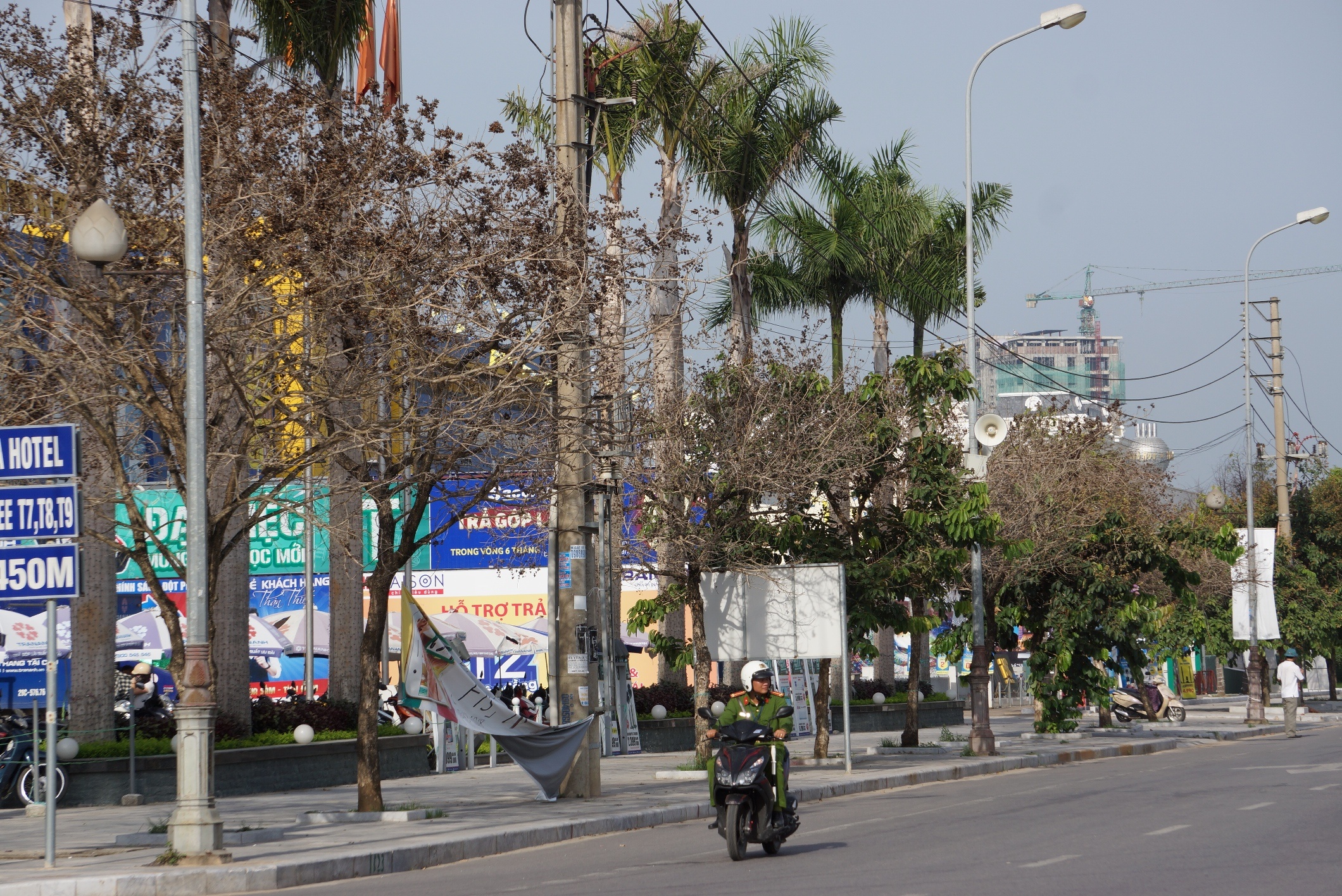 Hang loat cay xanh chet bat thuong tren dai lo hinh anh