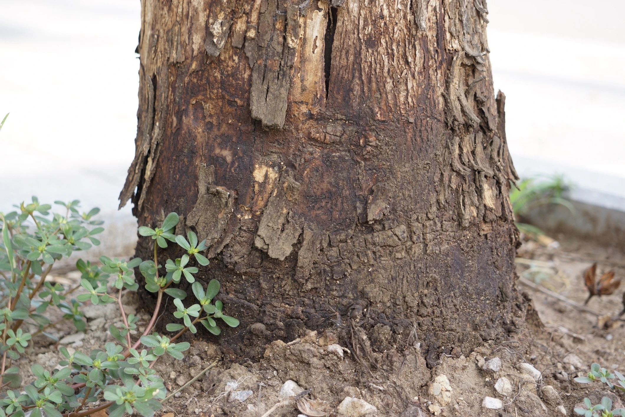 cay xanh chet bat thuong anh 2