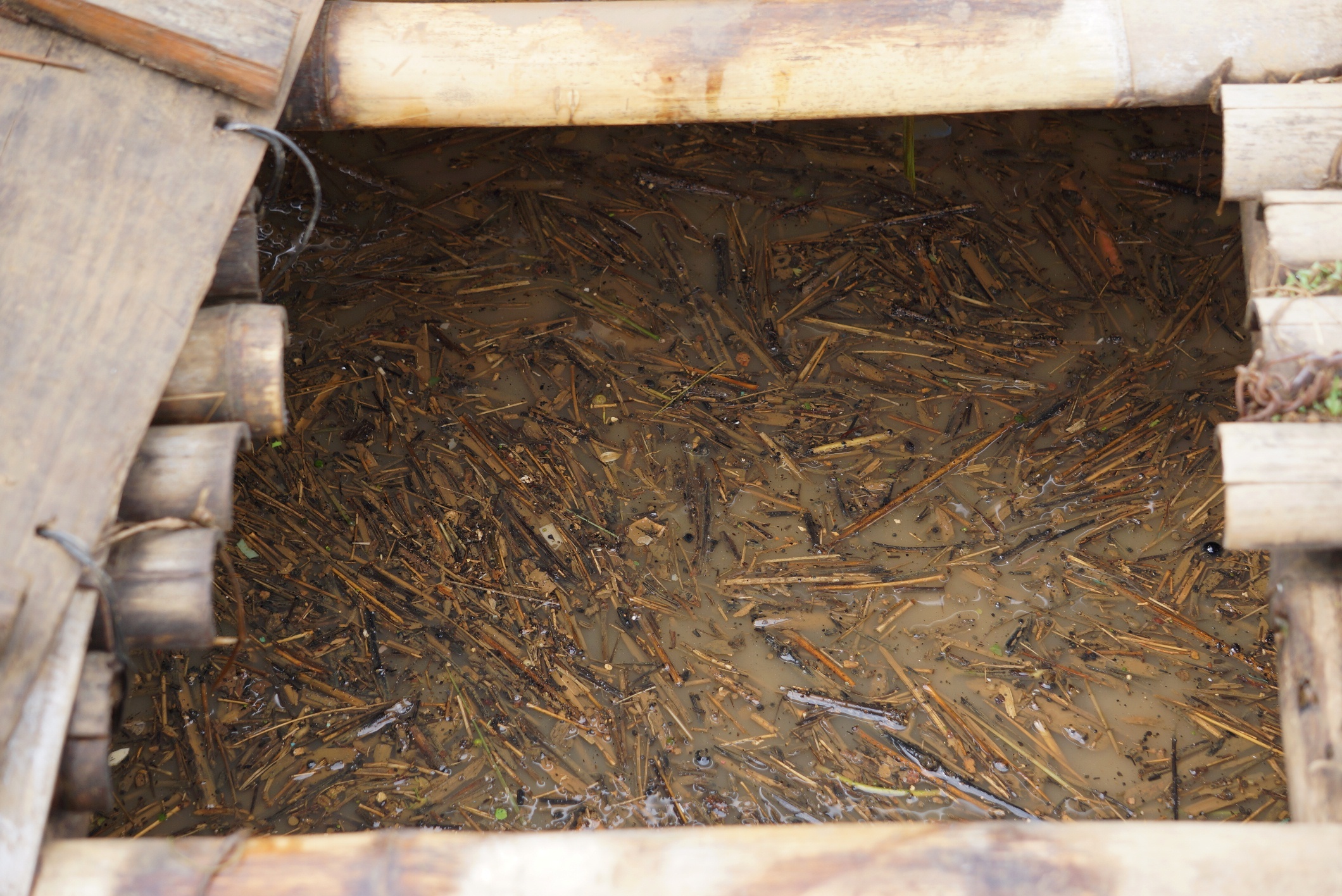 ca chet trang trong nuoc lu anh 8