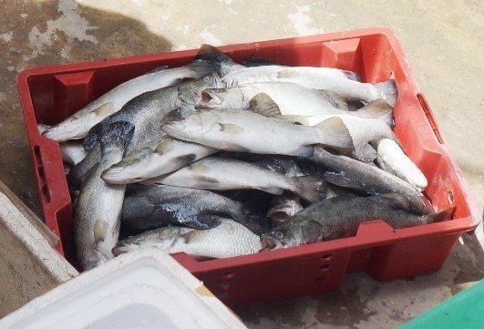 Gan 50 tan ca long chet khi bien Thanh Hoa chuyen mau do hinh anh