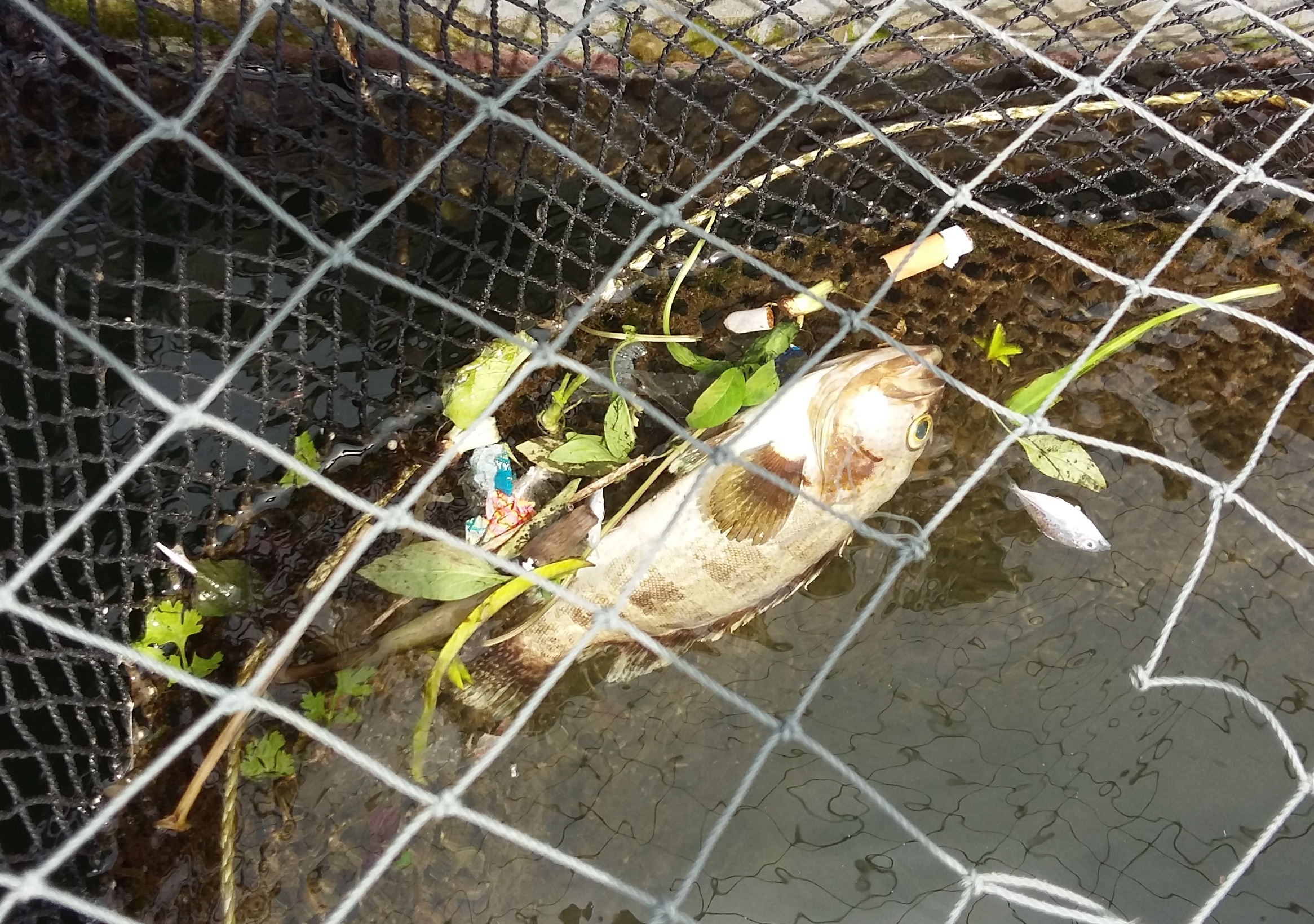 ca chet do thuy trieu do anh 1