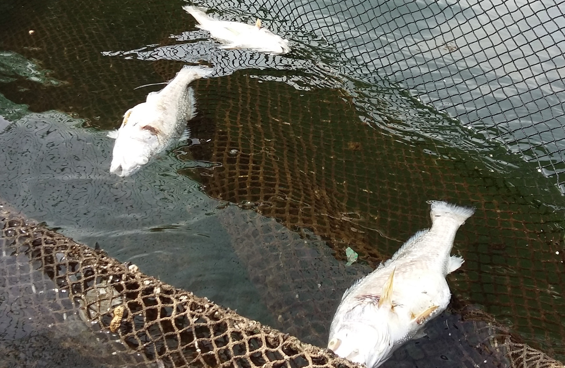 Thuy trieu do lam ca chet hang loat o Thanh Hoa hinh anh