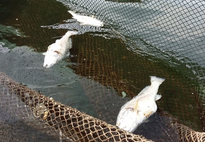 Bo Tai nguyen yeu cau lam ro vu ca chet o Thanh Hoa hinh anh