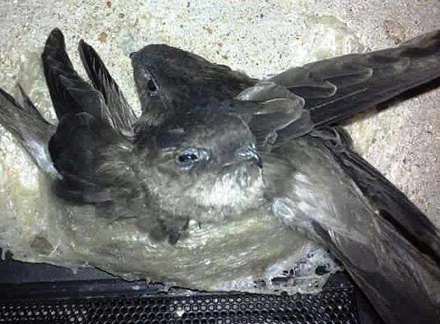 Xay nha lau cho chim yen o, thu tram trieu moi nam hinh anh