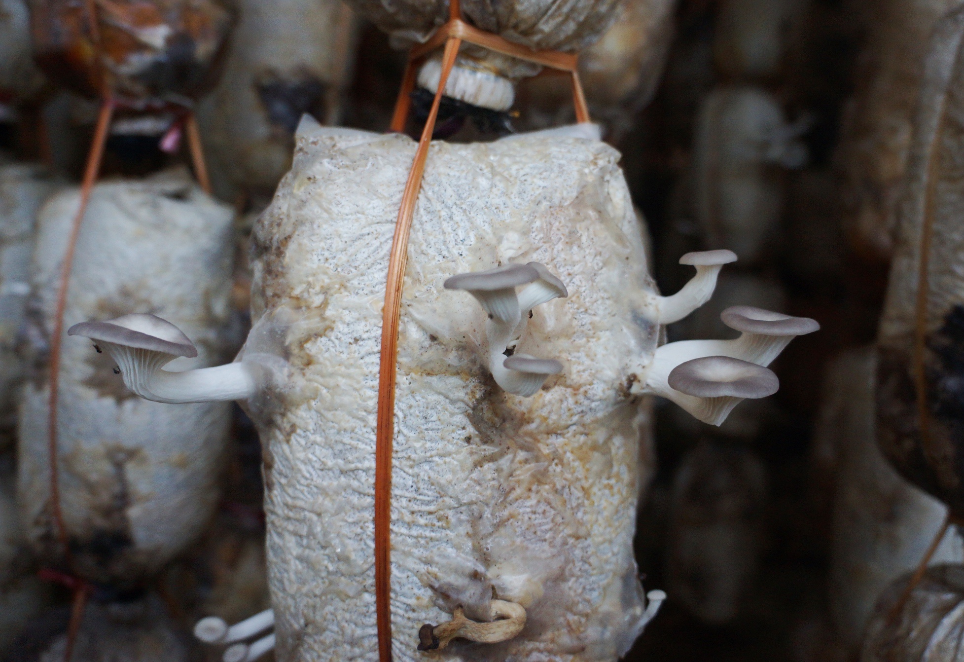 chu trang trai nam tien ty anh 3