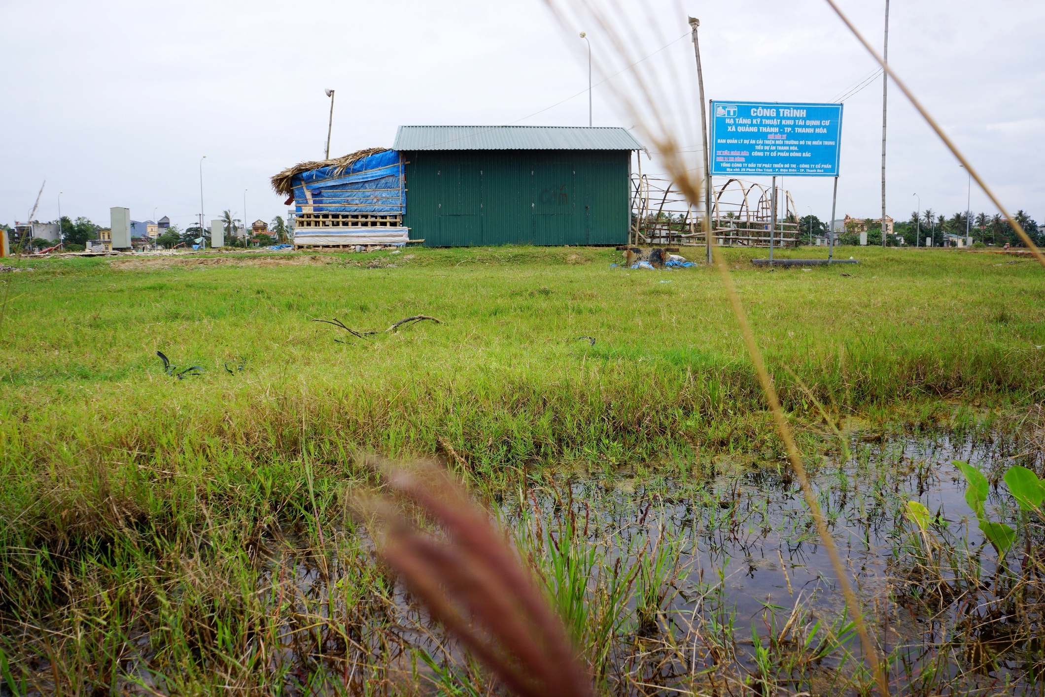 du an thanh noi chich hut ma tuy anh 2
