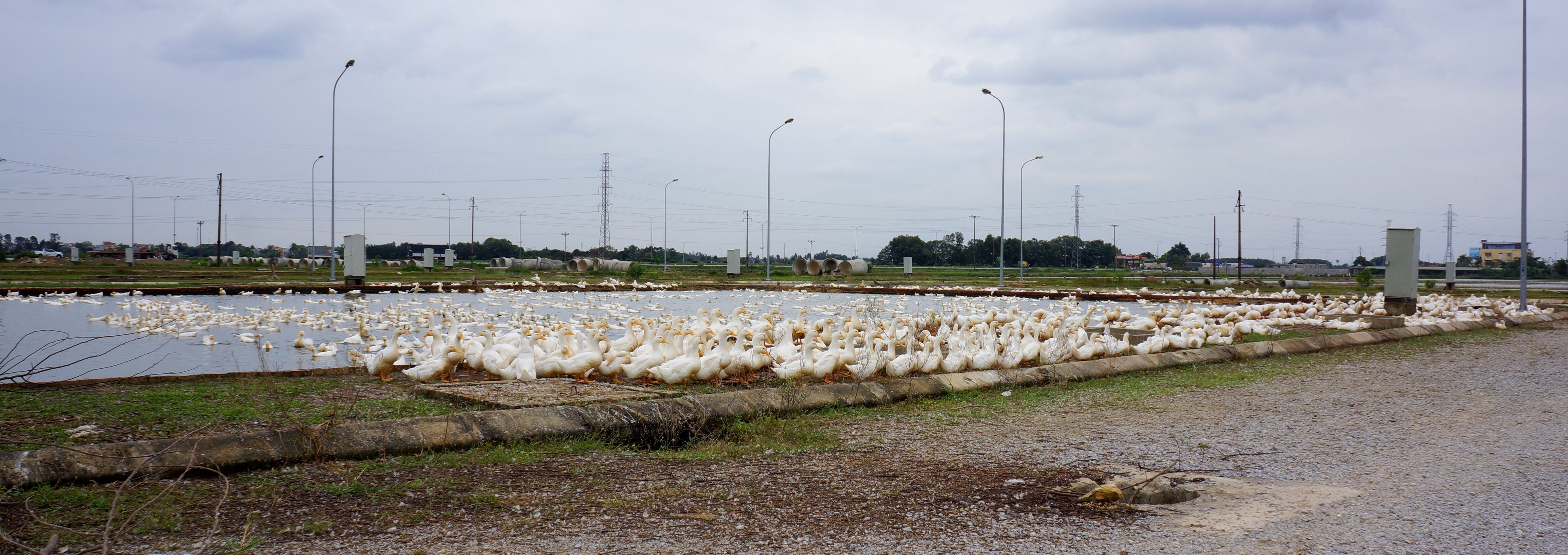 du an thanh noi chich hut ma tuy anh 8