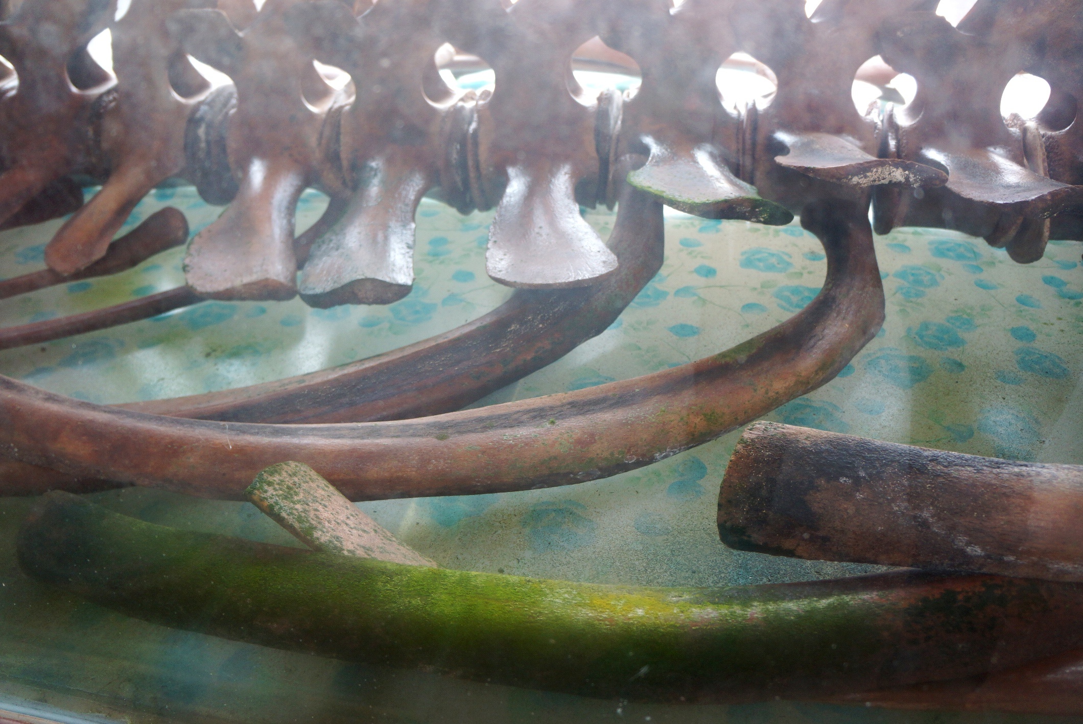 gop tien xay den tho ca voi anh 9