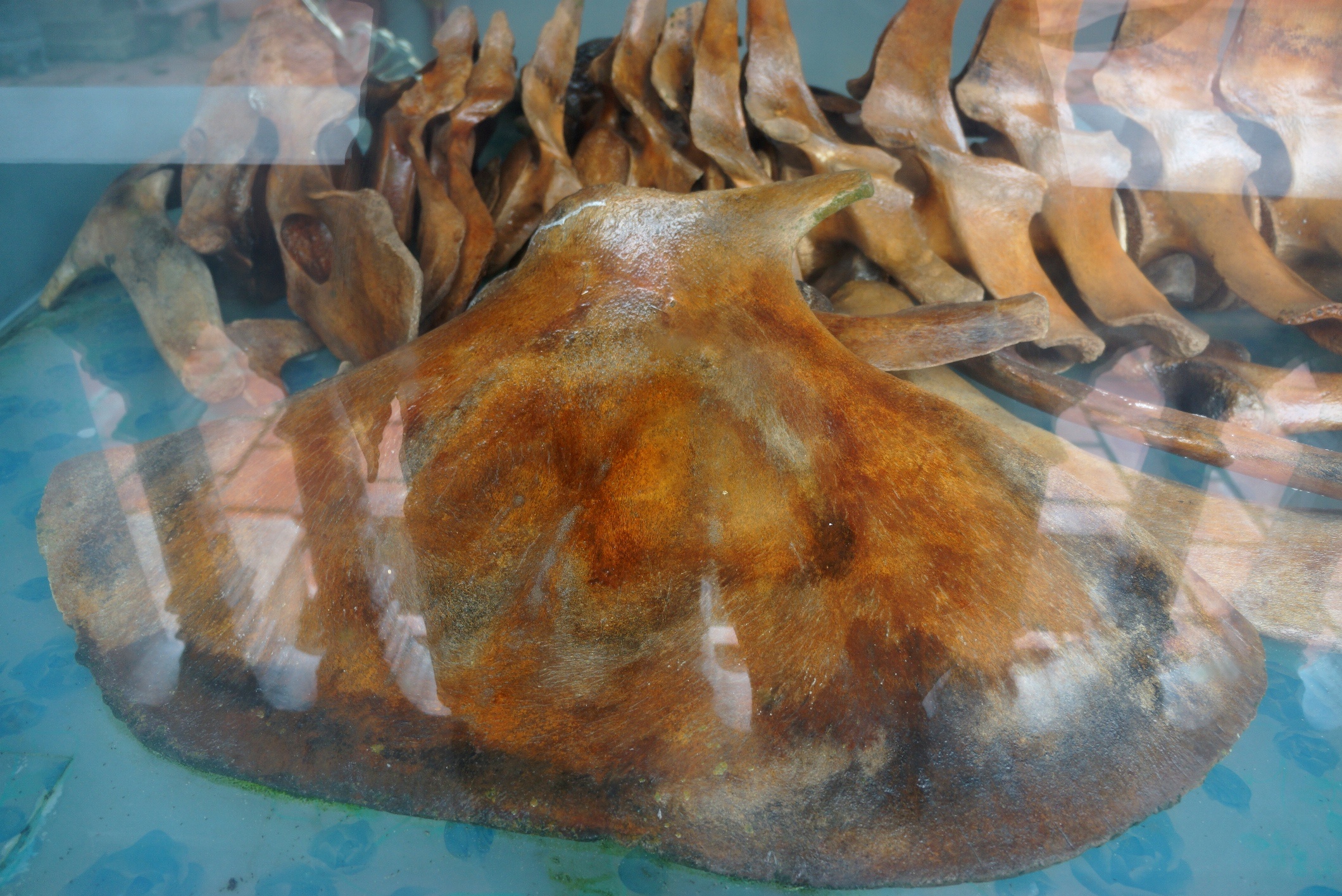 gop tien xay den tho ca voi anh 6