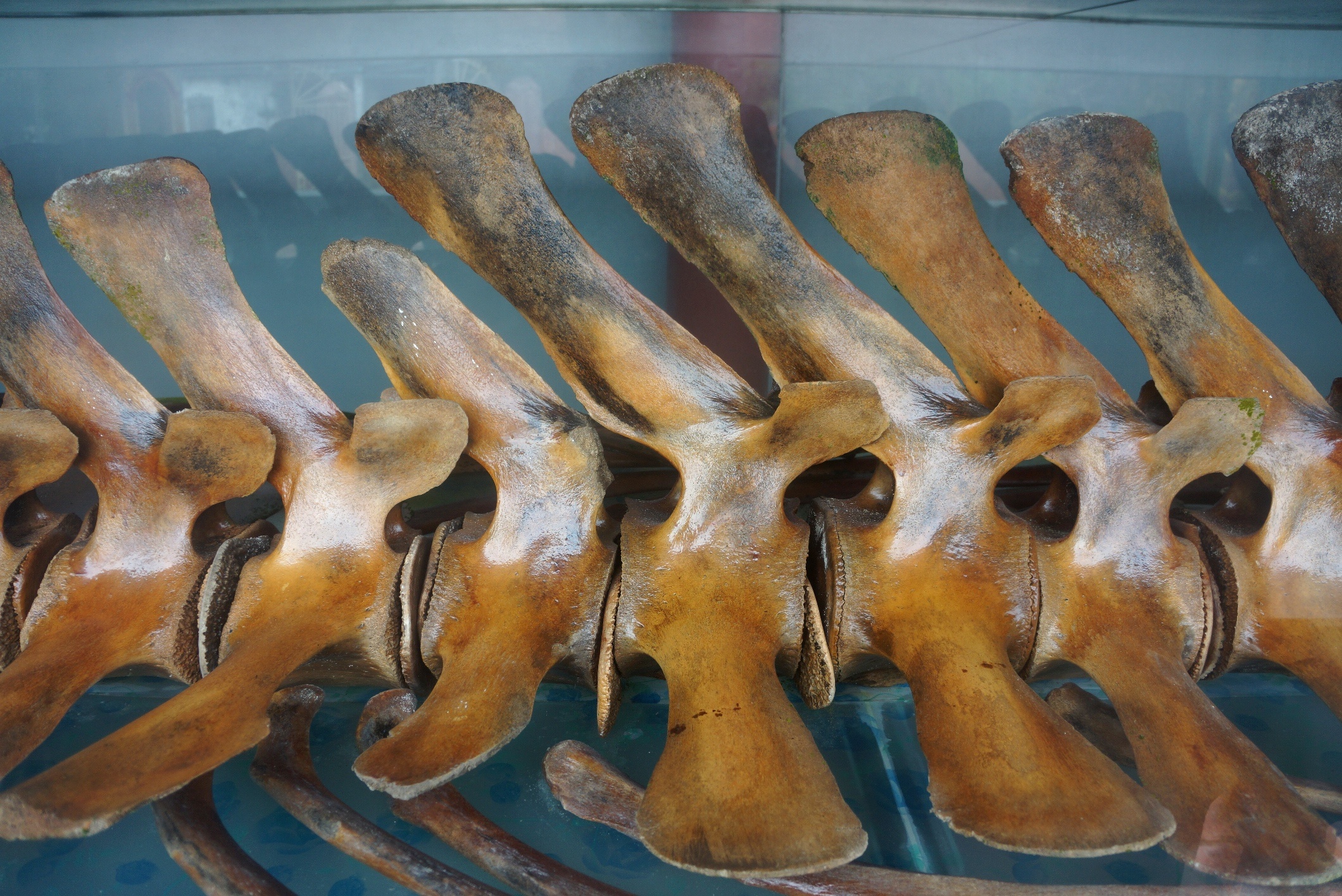 gop tien xay den tho ca voi anh 5