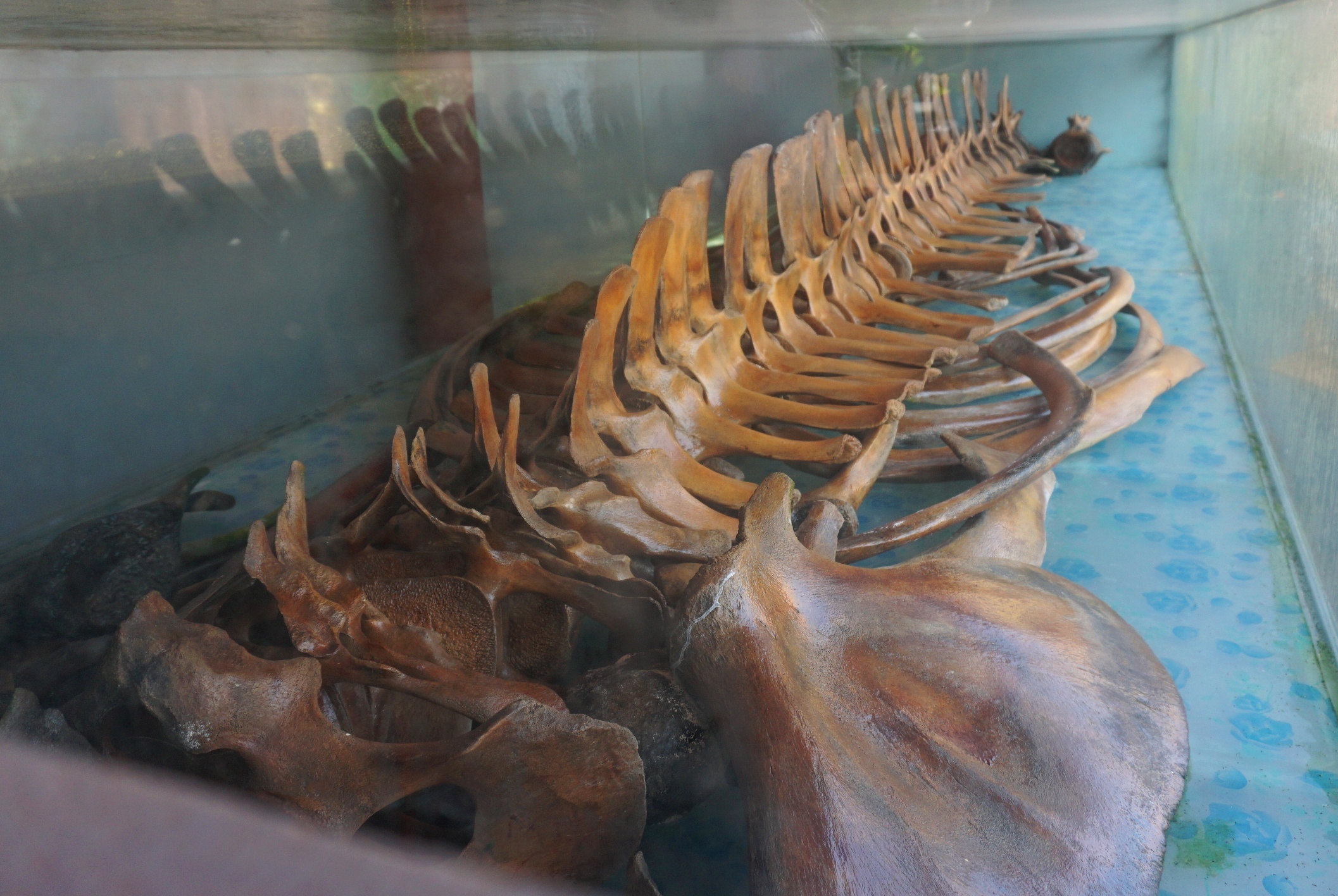 Ca lang gop tien xay den tho bo xuong ca voi khong lo hinh anh