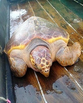 Rùa vàng mắc lưới ngư dân ảnh 1 Rua vang mac luoi ngu dan anh 1