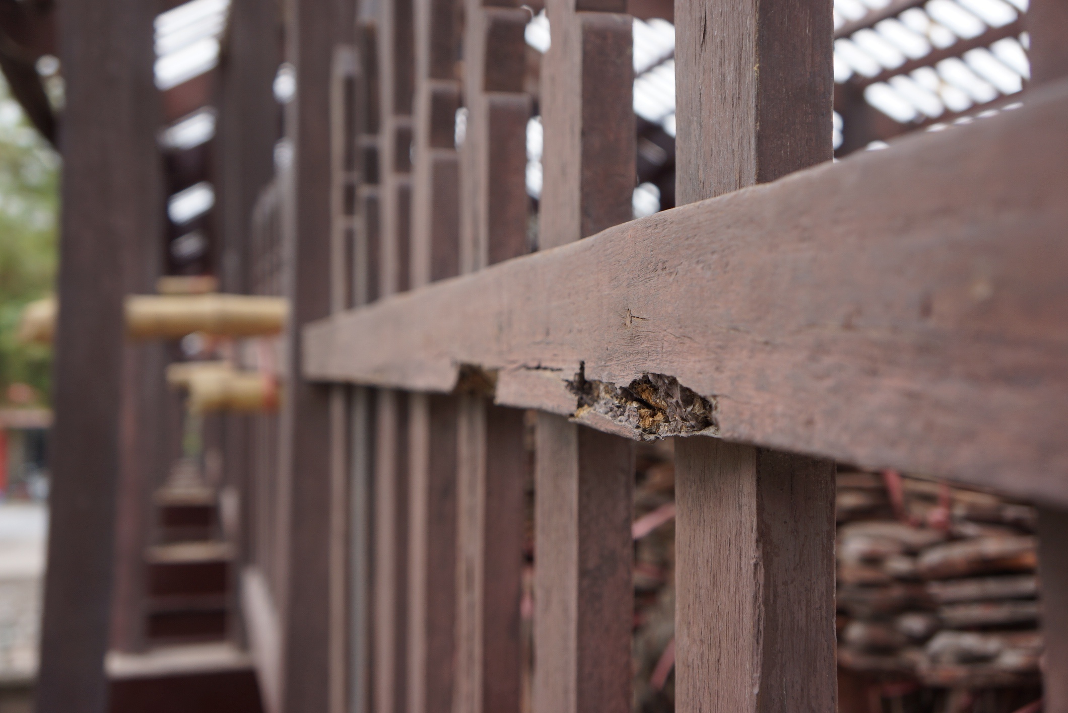 trung tu cau ngoi 115 tuoi anh 4