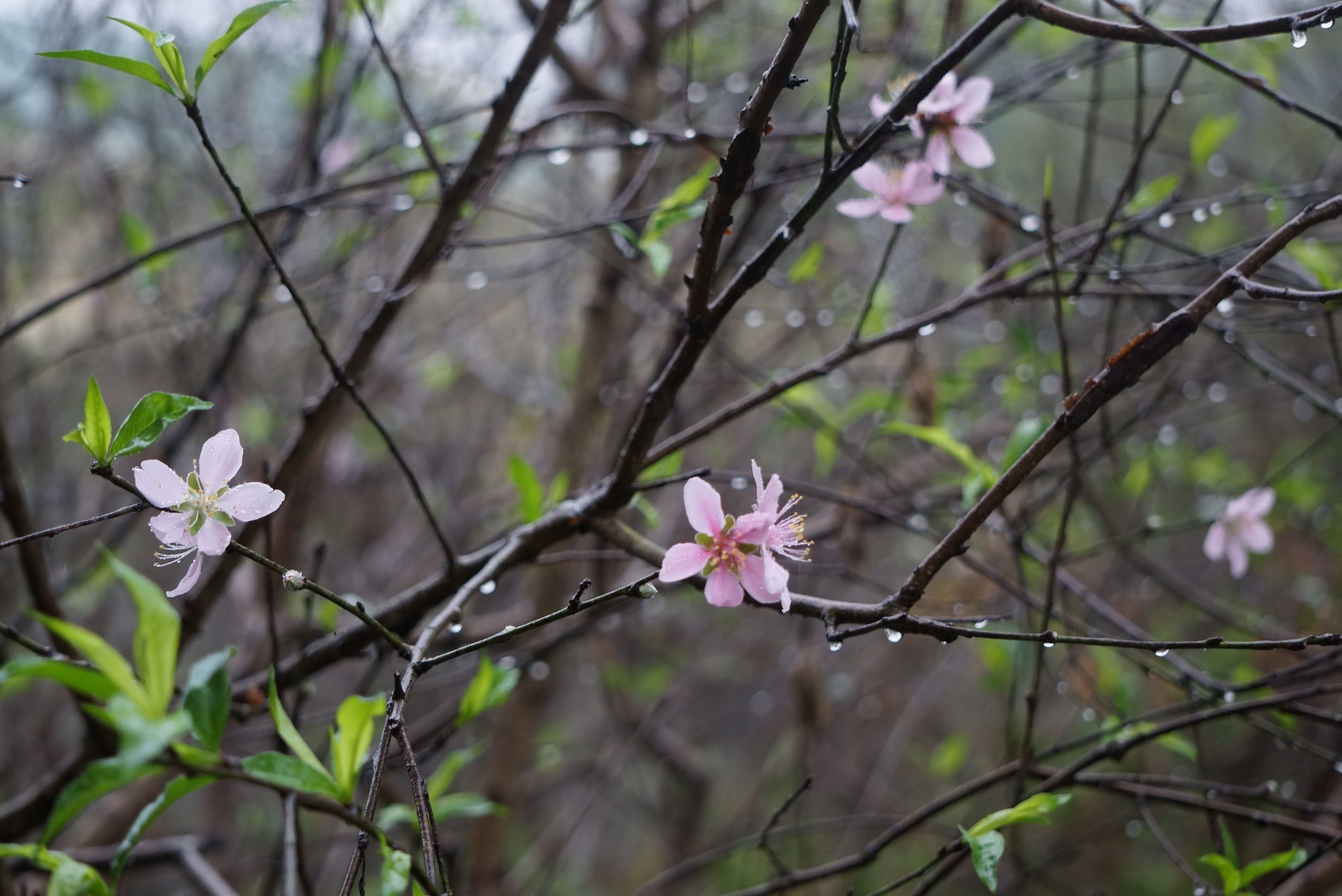 dao phai no som anh 3