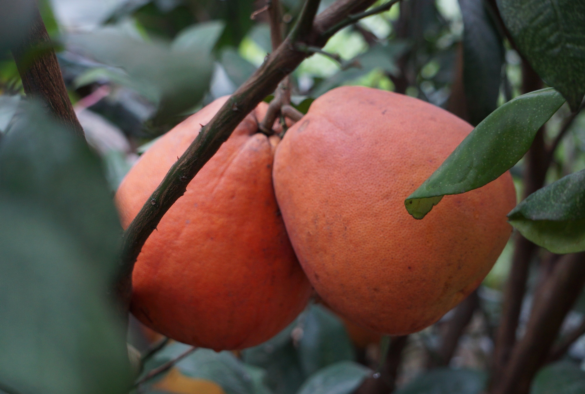 buoi tien vua chay hang truoc Tet anh 2