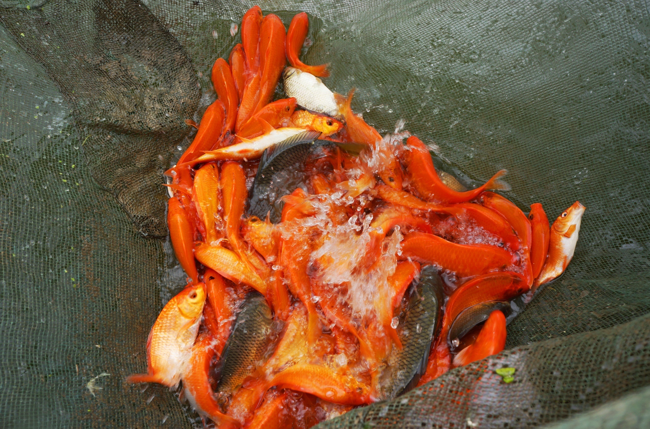 hoi ha thu hoach ca chep anh 7