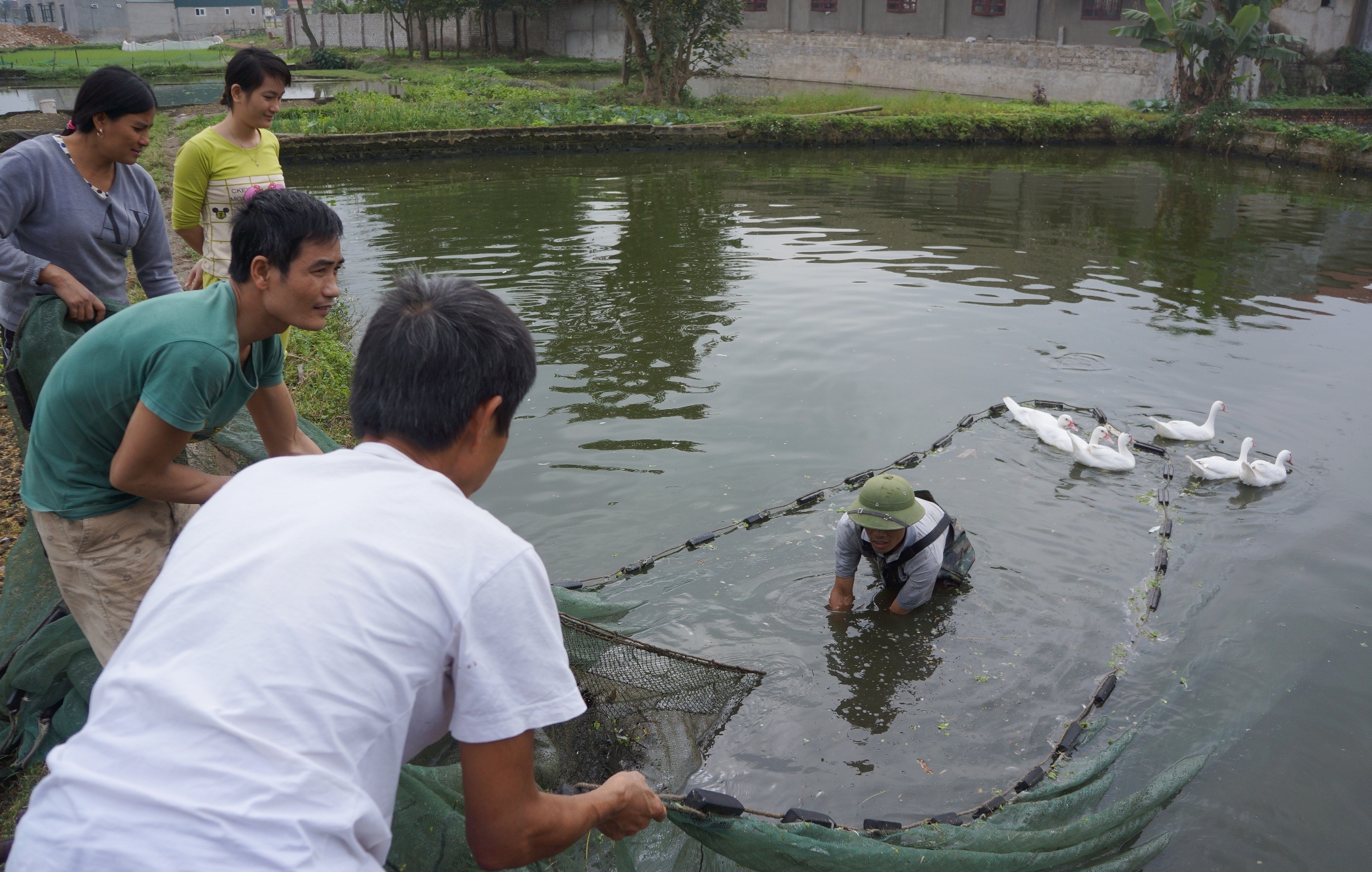 hoi ha thu hoach ca chep anh 1